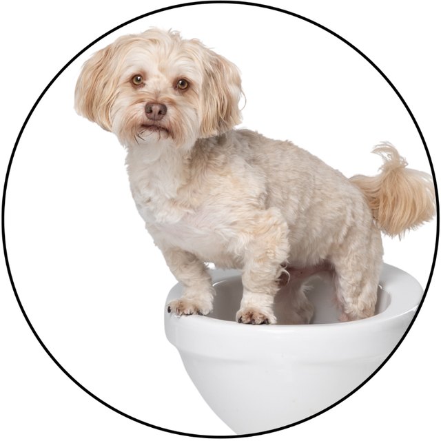 Sämy, Bürohund